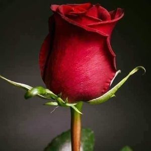 Meet your Posher, Erika